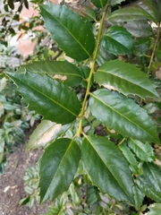 Ilex opaca