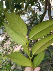 Ilex opaca