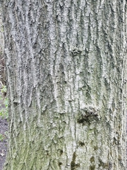 Quercus