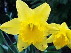 Narcissus pseudonarcissus