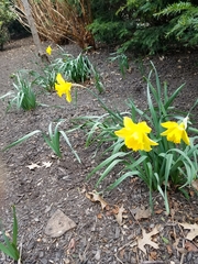 Narcissus pseudonarcissus
