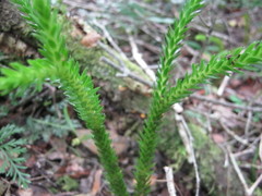 Phlegmariurus gnidioides