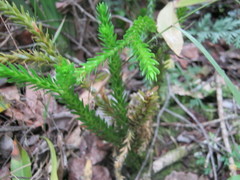 Phlegmariurus gnidioides