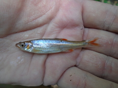 Lythrurus fasciolaris