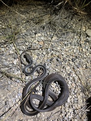 Masticophis taeniatus girardi