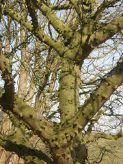 Zanthoxylum simulans