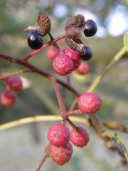 Zanthoxylum simulans