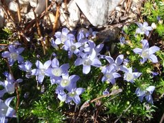 Prismatocarpus alpinus