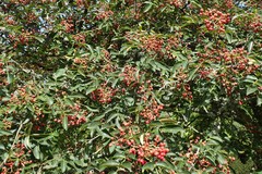 Zanthoxylum simulans