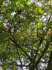 Zanthoxylum simulans