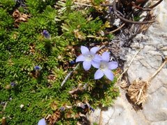 Prismatocarpus alpinus