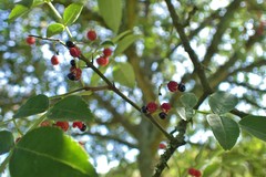 Zanthoxylum simulans