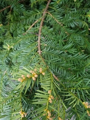 Taxus