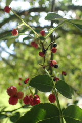 Zanthoxylum simulans