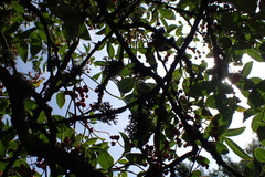 Zanthoxylum simulans