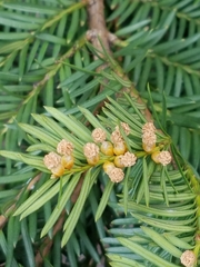 Taxus