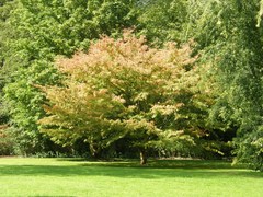 Acer cissifolium