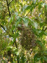 Acer cissifolium