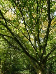 Acer cissifolium