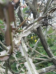 Euonymus alatus