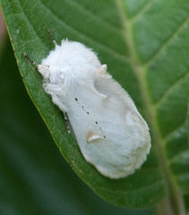 Naroma varipes