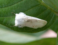 Naroma varipes