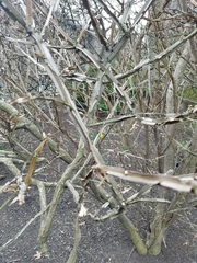 Euonymus alatus