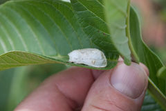 Naroma varipes
