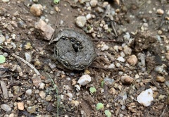 Proserpinus terlooii