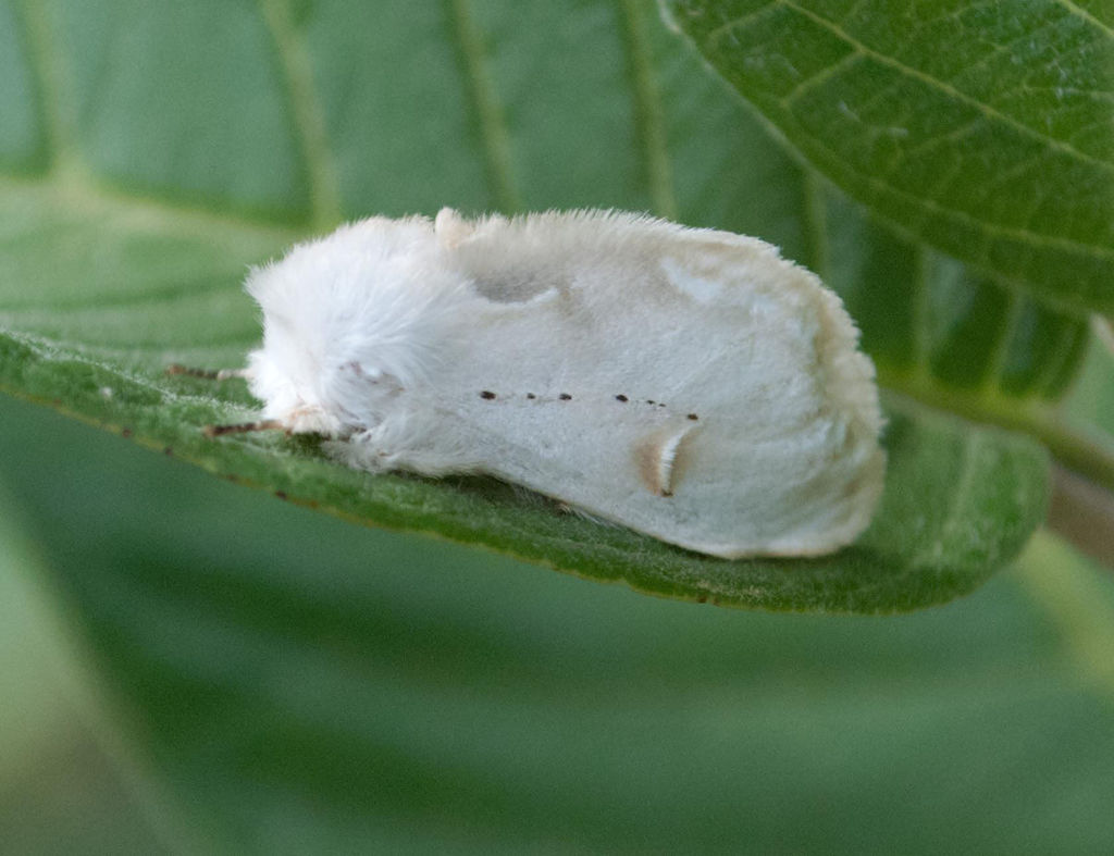Fig tree moth