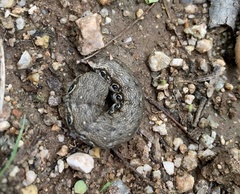 Proserpinus terlooii