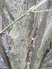 Euonymus alatus