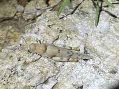 Cibolacris