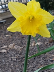 Narcissus pseudonarcissus