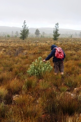 Leucadendron crassulifolium