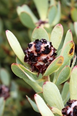 Leucadendron crassulifolium