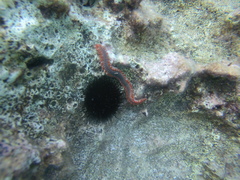 Hermodice carunculata