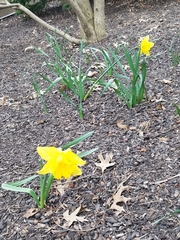 Narcissus pseudonarcissus