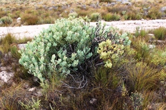 Leucadendron crassulifolium