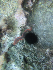 Hermodice carunculata