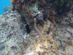 Hermodice carunculata