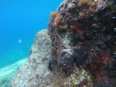 Hermodice carunculata