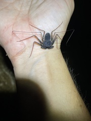 Paraphrynus carolynae