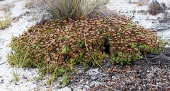 Phiambolia