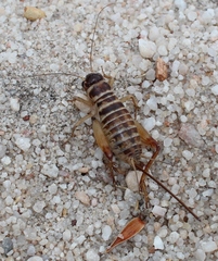 Cophogryllus