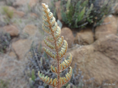 Cheilanthes eckloniana