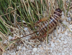 Cophogryllus