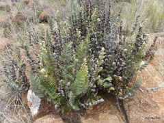 Cheilanthes eckloniana