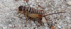 Cophogryllus