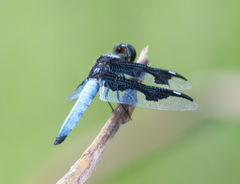 Palpopleura portia